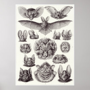 Ernst Haeckel Kunstdruckerei: Chiroptera Poster
