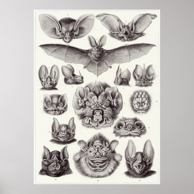 Ernst Haeckel Kunstdruckerei: Chiroptera Poster (Vorne)