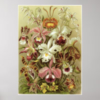 Ernst Haeckel Kunstdruckerei: Orchidae