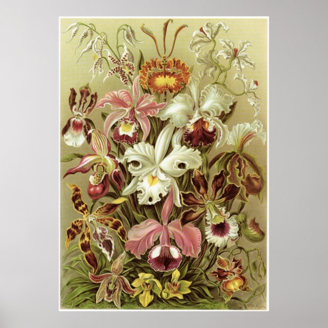 Ernst Haeckel Kunstdruckerei: Orchidae Poster (Vorne)