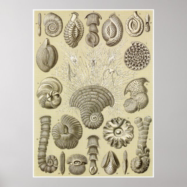 Ernst Haeckel Kunstdruckerei: Thalamophora Poster (Vorne)