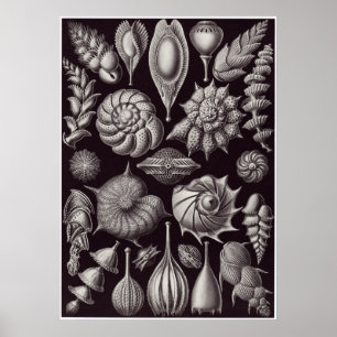 Ernst Haeckel Kunstdruckerei: Thalamophora Poster