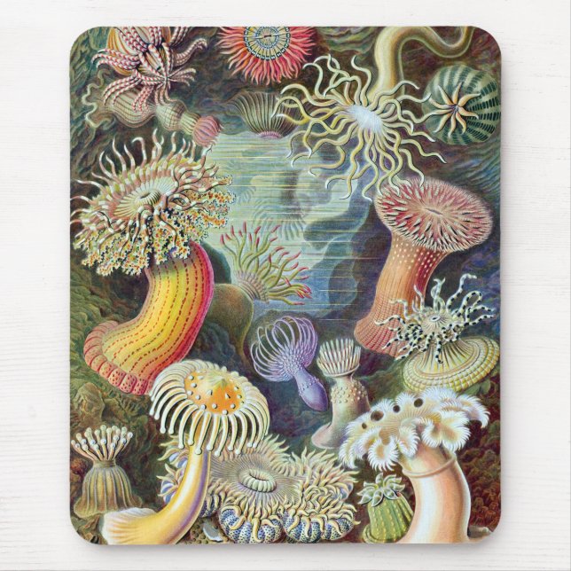 Ernst Haeckel Kunstformen der Natur Actiniae Mousepad (Vorne)