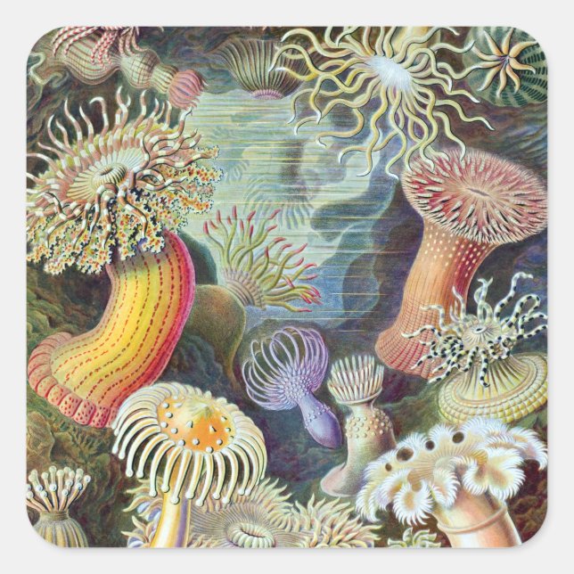 Ernst Haeckel Kunstformen der Natur Actiniae Quadratischer Aufkleber (Vorderseite)
