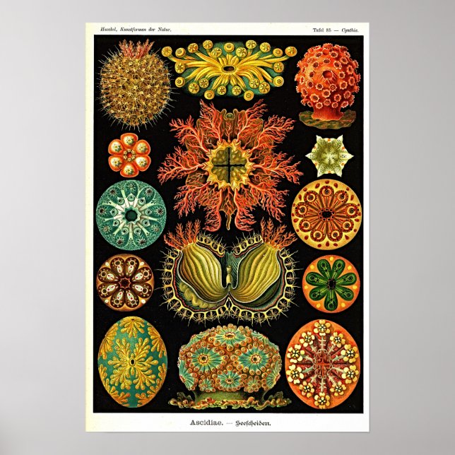 Ernst Haeckel Kunstformen der Natur Ascidian Poster (Vorne)