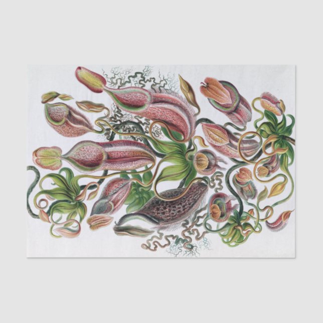 Ernst Haeckel Kunstformen der Natur Nepenthaceae P Seidenpapier (Vorderseite)