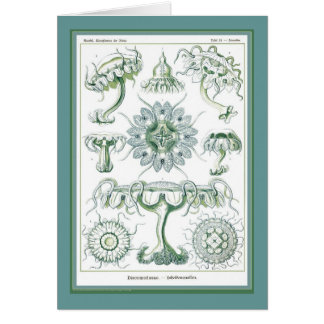 Ernst Haeckel - Kuntsformen der Natur - Tafel 18