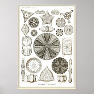 Ernst Haeckel - Kuntsformen der Natur - Tafel 4 Poster