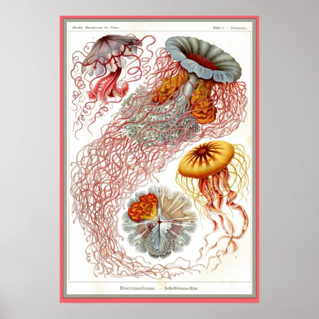 Ernst Haeckel - Kuntsformen der Natur - Tafel 8 Poster (Vorne)