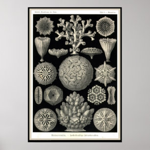 Ernst Haeckel - Kuntsformen der Natur - Tafel 9 Poster