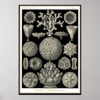 Ernst Haeckel - Kuntsformen der Natur - Tafel 9 Poster