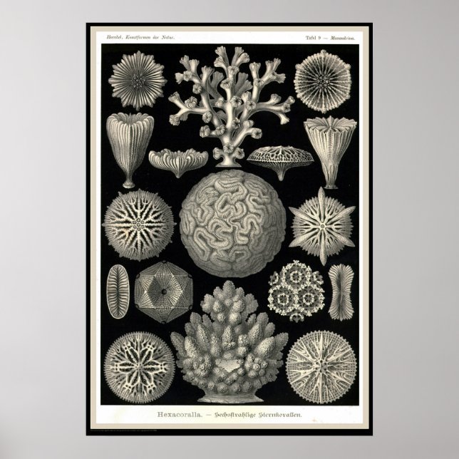 Ernst Haeckel - Kuntsformen der Natur - Tafel 9 Poster (Vorne)