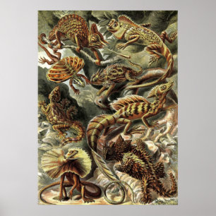 Ernst Haeckel - Lacertilia Eidechsen Poster