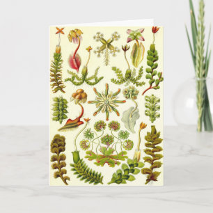 Ernst Haeckel - Leberblümchen Karte