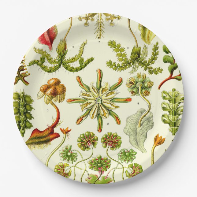 Ernst Haeckel-Leberblümchen Pappteller (Vorderseite)
