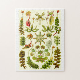 Ernst Haeckel-Leberblümchen Puzzle