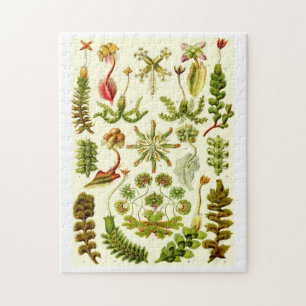 Ernst Haeckel-Leberblümchen Puzzle