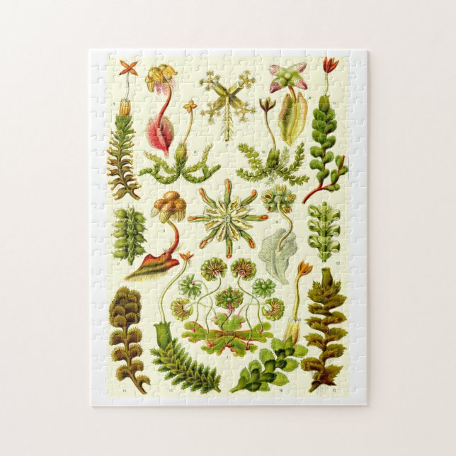 Ernst Haeckel-Leberblümchen Puzzle (Vertikal)
