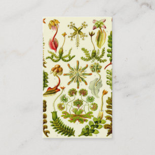 Ernst Haeckel-Leberblümchen Visitenkarte
