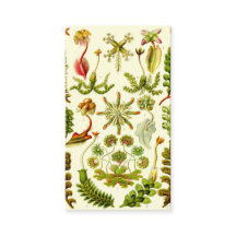 Ernst Haeckel-Leberblümchen