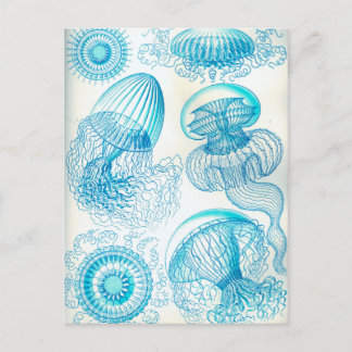 Ernst Haeckel Leptomedusae Postkarte