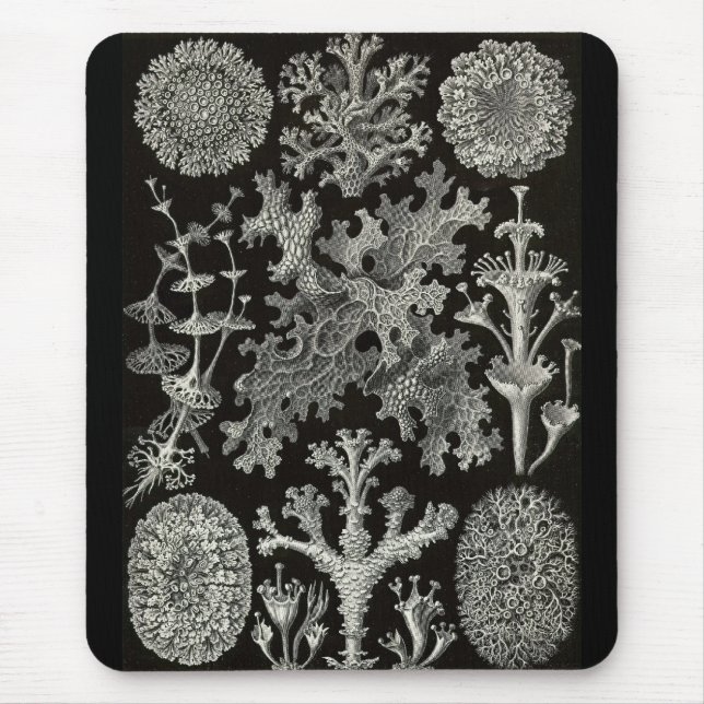 Ernst Haeckel - Lichenes Mousepad (Vorne)