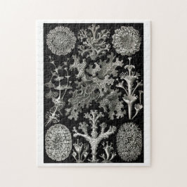 Ernst Haeckel Lichens Puzzle