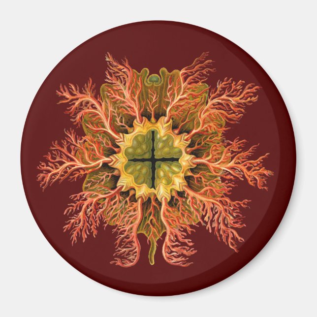 Ernst Haeckel Magnet (Vorne)