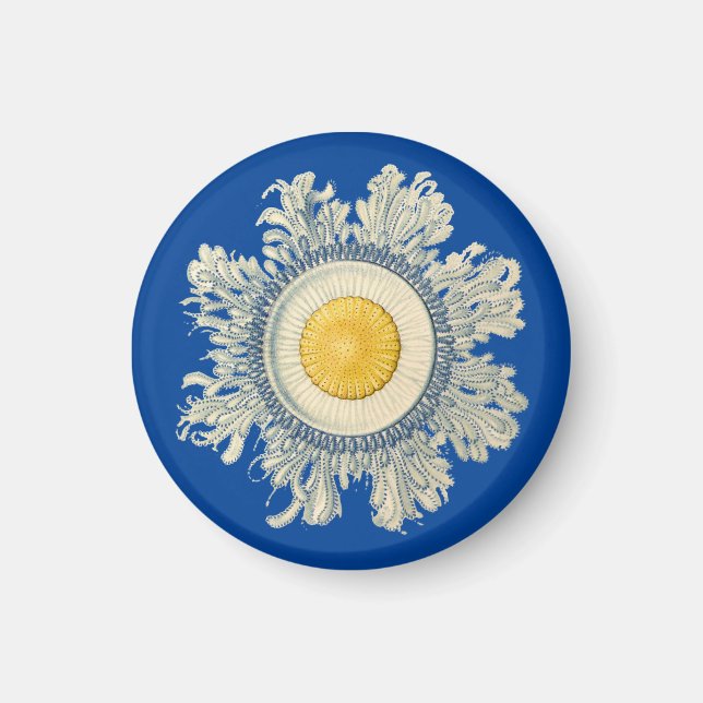 Ernst Haeckel Magnet (Vorne)