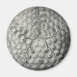 Ernst Haeckel Magnet