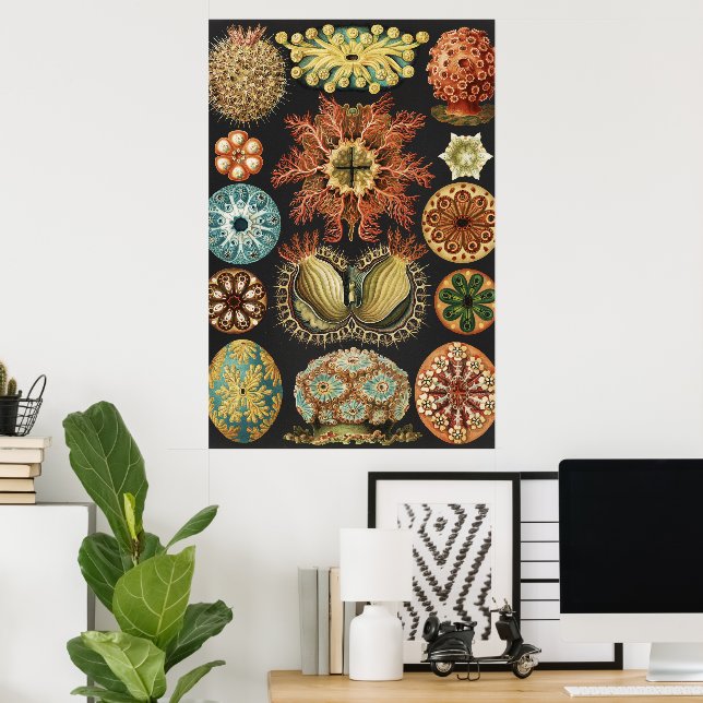 Ernst Haeckel Maritime Meeresleben Kunst Collage Poster (Heimbüro)