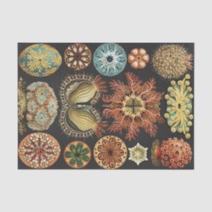 Ernst Haeckel Maritime Meeresleben Kunst Collage Seidenpapier