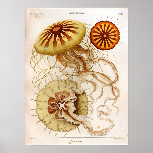 Ernst Haeckel Meereswelt Ocean Jellyfish Art Print Poster (Vorne)