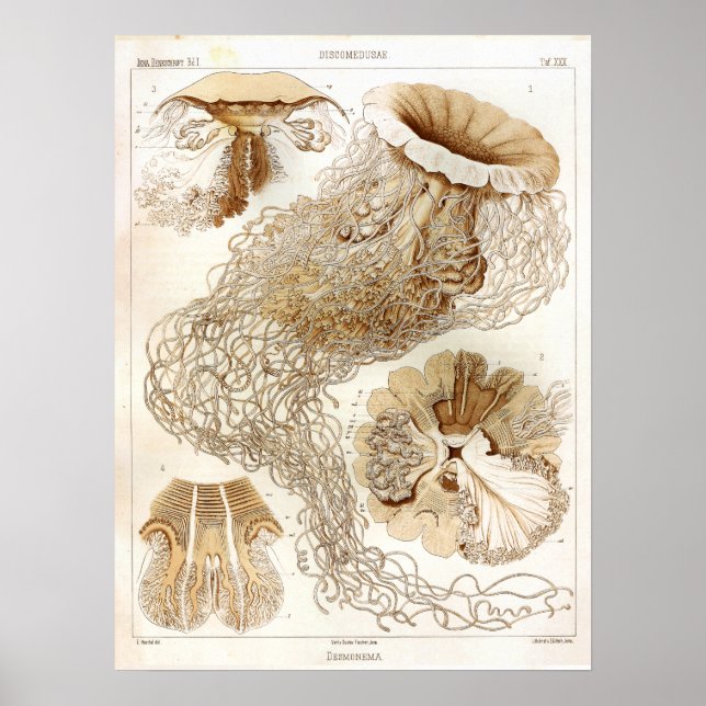Ernst Haeckel Meereswelt Ocean Jellyfish Art Print Poster (Vorne)
