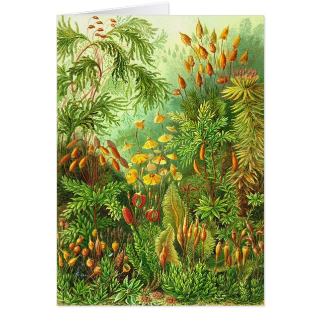 Ernst Haeckel - Muscinae (Vorne)