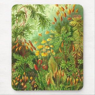 Ernst Haeckel - Muscinae Mousepad