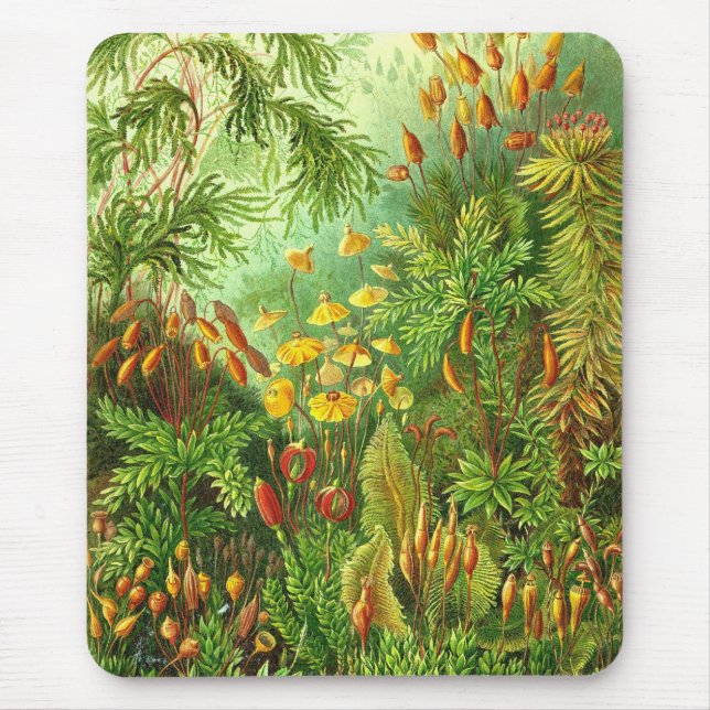 Ernst Haeckel - Muscinae Mousepad (Vorne)