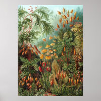 Ernst Haeckel - Muscinae