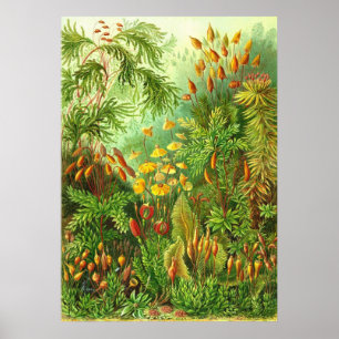 Ernst Haeckel - Muscinae Poster