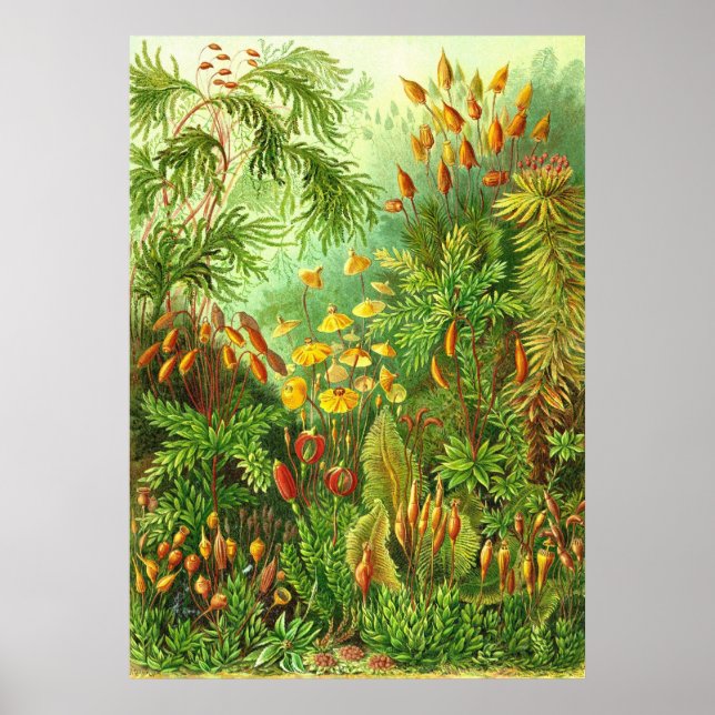 Ernst Haeckel - Muscinae Poster (Vorne)