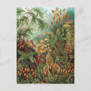 Ernst Haeckel - Muscinae Postkarte