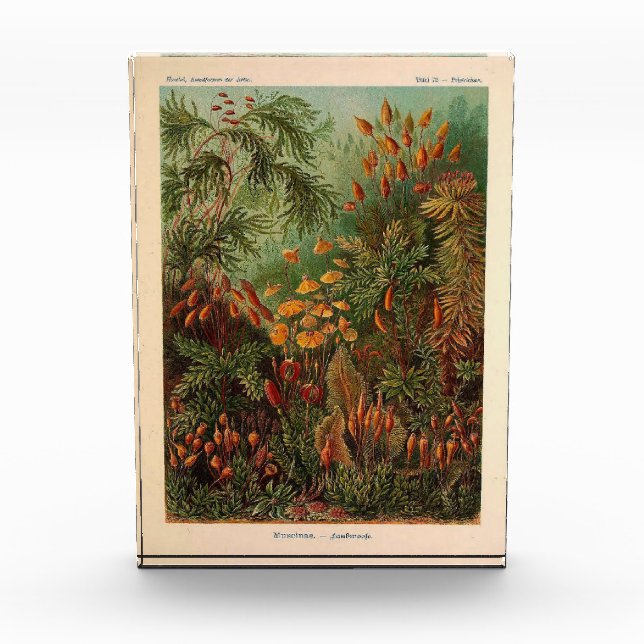 Ernst Haeckel Muscinae Vintage Illustration Fotoblock (Vorderseite)