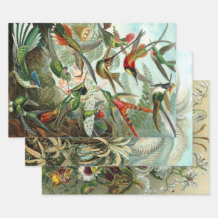 Ernst Haeckel Nature Wrapping Paper Sheets Geschenkpapier Set