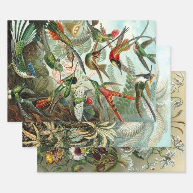 Ernst Haeckel Nature Wrapping Paper Sheets Geschenkpapier Set (Set)
