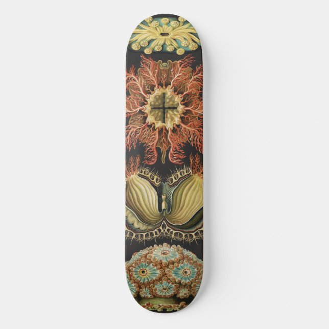 Ernst Haeckel Nautilus Meeresleben Kunst Collage Skateboard (Vorderseite)