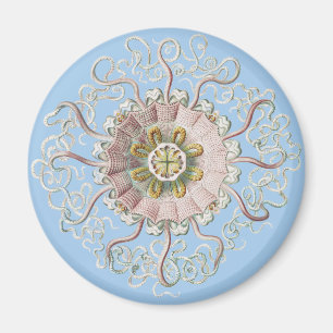 Ernst Haeckel Nautische Rote Qualle Medusa Magnet