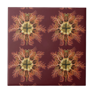 Ernst Haeckel Nautische Seescheide Rotes Meer Lebe Fliese
