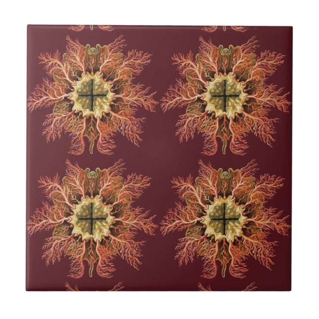 Ernst Haeckel Nautische Seescheide Rotes Meer Lebe Fliese (Vorderseite)