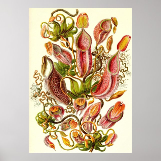 Ernst Haeckel - Nepenthaceae Poster (Vorne)