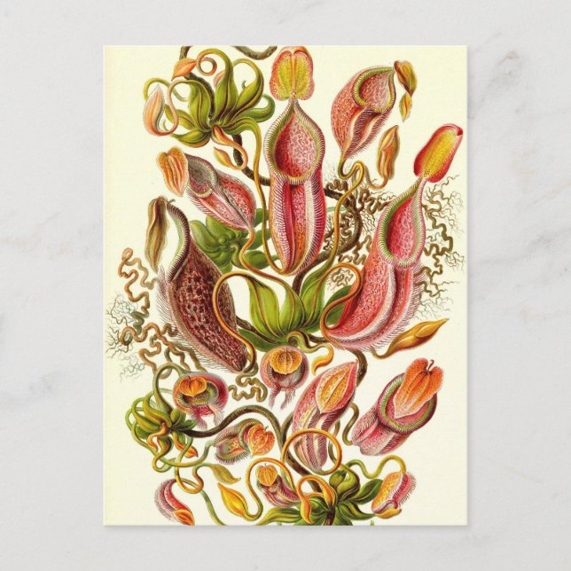 Ernst Haeckel - Nepenthaceae Postkarte (Vorderseite)